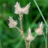 Fotografia 16 da espécie Althaea hirsuta do Jardim Botânico UTAD