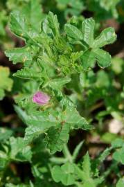 Fotografia da espécie Althaea hirsuta