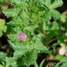 Fotografia 17 da espécie Althaea hirsuta do Jardim Botânico UTAD