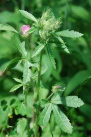 Fotografia da espécie Althaea hirsuta