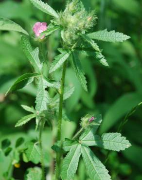 Fotografia 18 da espécie Althaea hirsuta no Jardim Botânico UTAD