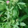 Fotografia 18 da espécie Althaea hirsuta do Jardim Botânico UTAD