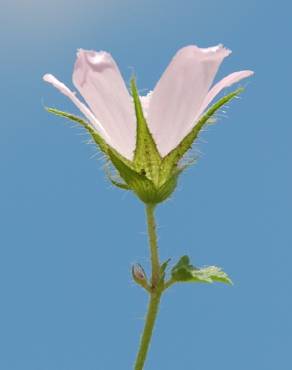 Fotografia 19 da espécie Althaea hirsuta no Jardim Botânico UTAD