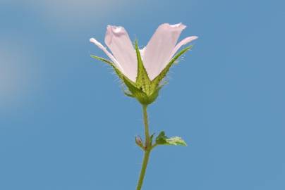 Fotografia da espécie Althaea hirsuta