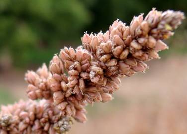 Fotografia da espécie Amaranthus deflexus