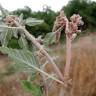 Fotografia 5 da espécie Amaranthus deflexus do Jardim Botânico UTAD