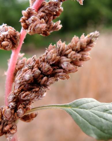 Fotografia de capa Amaranthus deflexus - do Jardim Botânico