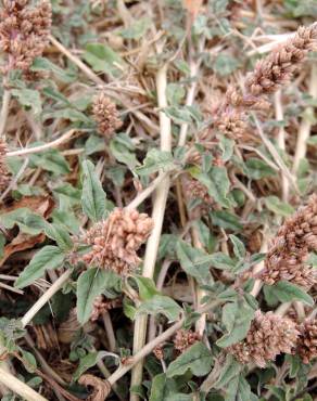 Fotografia 7 da espécie Amaranthus deflexus no Jardim Botânico UTAD