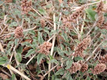 Fotografia da espécie Amaranthus deflexus