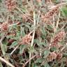 Fotografia 7 da espécie Amaranthus deflexus do Jardim Botânico UTAD