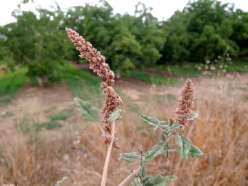 Fotografia da espécie Amaranthus deflexus