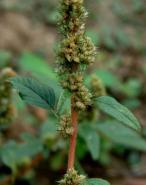 Fotografia 9 da espécie Amaranthus deflexus no Jardim Botânico UTAD