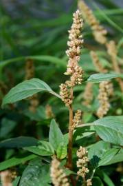 Fotografia da espécie Amaranthus deflexus