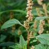 Fotografia 10 da espécie Amaranthus deflexus do Jardim Botânico UTAD