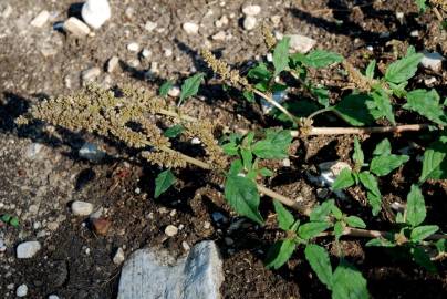 Fotografia da espécie Amaranthus deflexus