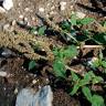 Fotografia 11 da espécie Amaranthus deflexus do Jardim Botânico UTAD