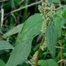 Fotografia 12 da espécie Amaranthus deflexus do Jardim Botânico UTAD