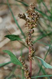 Fotografia da espécie Amaranthus deflexus