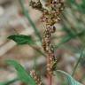 Fotografia 13 da espécie Amaranthus deflexus do Jardim Botânico UTAD