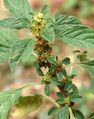 Fotografia de capa Amaranthus graecizans - do Jardim Botânico