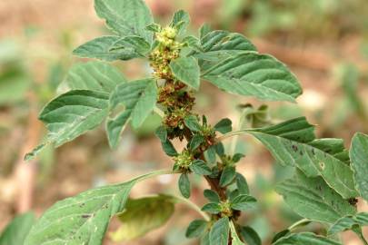 Fotografia da espécie Amaranthus graecizans