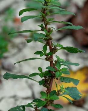 Fotografia 3 da espécie Amaranthus graecizans no Jardim Botânico UTAD