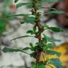 Fotografia 3 da espécie Amaranthus graecizans do Jardim Botânico UTAD