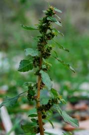 Fotografia da espécie Amaranthus graecizans