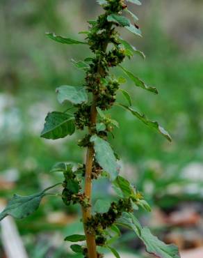 Fotografia 5 da espécie Amaranthus graecizans no Jardim Botânico UTAD