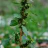 Fotografia 5 da espécie Amaranthus graecizans do Jardim Botânico UTAD