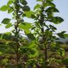 Fotografia 6 da espécie Amaranthus graecizans do Jardim Botânico UTAD