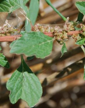 Fotografia 7 da espécie Amaranthus graecizans no Jardim Botânico UTAD