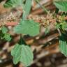 Fotografia 7 da espécie Amaranthus graecizans do Jardim Botânico UTAD