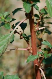 Fotografia da espécie Amaranthus graecizans