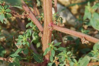 Fotografia da espécie Amaranthus graecizans