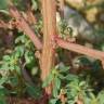 Fotografia 10 da espécie Amaranthus graecizans do Jardim Botânico UTAD