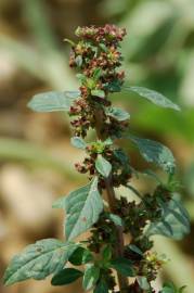 Fotografia da espécie Amaranthus graecizans