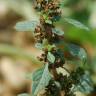 Fotografia 11 da espécie Amaranthus graecizans do Jardim Botânico UTAD