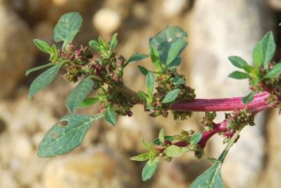 Fotografia da espécie Amaranthus graecizans