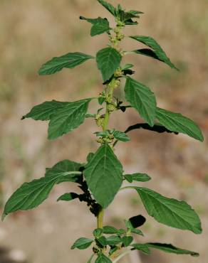 Fotografia 15 da espécie Amaranthus graecizans no Jardim Botânico UTAD