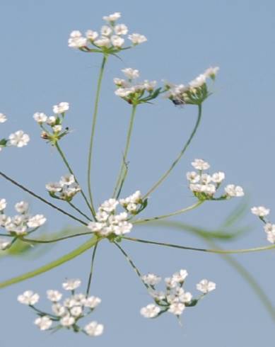 Fotografia de capa Ammoides pusilla - do Jardim Botânico