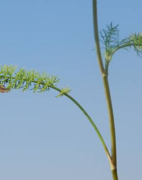 Fotografia 5 da espécie Ammoides pusilla no Jardim Botânico UTAD