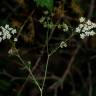 Fotografia 8 da espécie Ammoides pusilla do Jardim Botânico UTAD