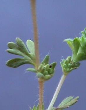 Fotografia 3 da espécie Aphanes microcarpa no Jardim Botânico UTAD