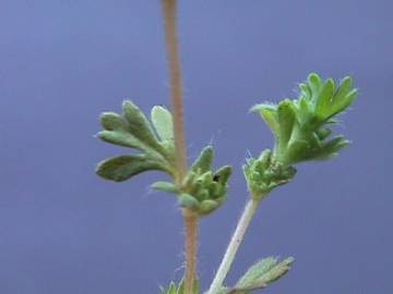 Fotografia da espécie Aphanes microcarpa