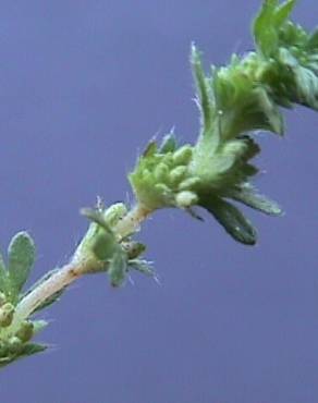 Fotografia 1 da espécie Aphanes microcarpa no Jardim Botânico UTAD