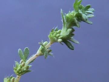 Fotografia da espécie Aphanes microcarpa