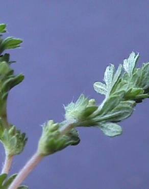 Fotografia 5 da espécie Aphanes microcarpa no Jardim Botânico UTAD