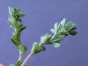 Fotografia da espécie Aphanes microcarpa