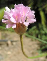 Armeria gaditana